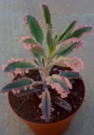 Succulent Plant Kalanchoe Mother Of Thousands By Succulentsplus Jardim De Plantas Suculentas Suculentas Arranjos De Plantas Suculentas