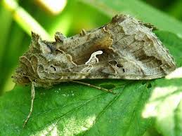 Image result for Autographa gamma