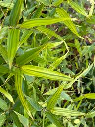 Image result for Pilea bambuseti