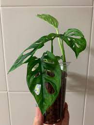 Check out our monstera adansonii laniata selection for the very best in unique or custom, handmade pieces from our craft supplies & tools shops. Monstera Adansonii Var Laniata Aka Monstera Monkey Mask Aka Swiss Cheese Plant Furniture Home Living Gardening Plants Seeds On Carousell