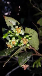 Image result for Vaccinium madagascariense