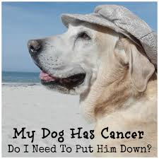 Have you injected drugs have you been sexually assaulted? My Dog Has Cancer When Do I Put Him Down Paws Right Here