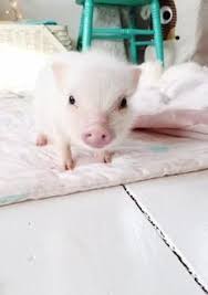 Find local classified ads for pigs in the uk and ireland. Ny Teacup Piggies Micro Mini Pigs For Sale Teacup Pigs Teacup Pigs For Sale Teacup Pigs Mini Pigs Pigs For Sale