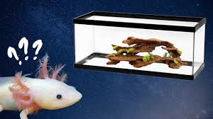 Please do not downvote posts with neglected axolotls; New Axolotl Checklist What Do I Need For My New Axolotl Youtube