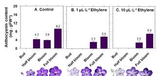 This rare and sought after orchid is available only in limited quantities. Effect Of Ethylene Concentrations On Anthocyanin Content Of Petals Of Download Scientific Diagram