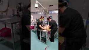 At harmony pet clinic, we care about your pet and we want to do whatever we can to help them live as long and healthy a life as possible. Tour Of Harmony Vet Care Of Brandon Youtube
