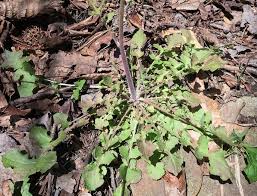 Image result for Youngia japonica