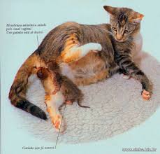 Resultado de imagen para imagenes de gatos su reproduccion