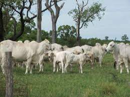 We currently have a great set of young red brahman heifers and bulls for sale. White Brahman Cattles And Calves For Sale Pretoria Free Classifieds In South Africa