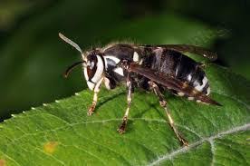 Image result for bald faced hornet