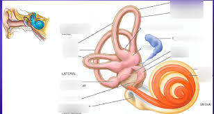 Labyrinthitis causes symptoms treatment and recovery. Inner Ear Diagram Diagram Quizlet