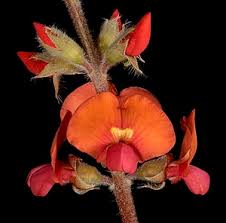 Image result for Endostemon villosus