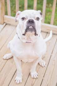 Adopt Sammi On Petfinder American Bulldog Rescue Bulldog Rescue Bulldog Dog