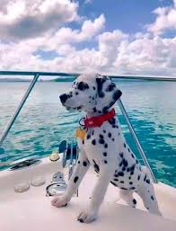 Dalmatian Coast Cute Animals Cute Dogs Dogs