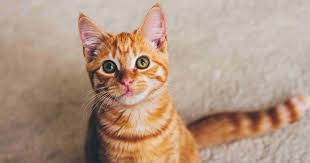 Some claim it represents the virgin mary while others. 8 Fun Facts You Didn T Know About Ginger Tabby Cats