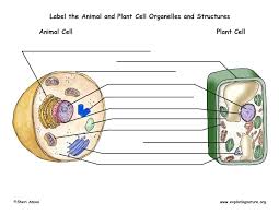 Maybe you would like to learn more about one of these? 34 Label Animal Cell Worksheet Labels For Your Ideas