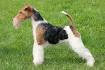 Wire Fox Terrier Puppies For Sale - AKC PuppyFinder