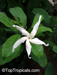 Image result for Tabernaemontana odoratissima