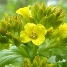 Here's a basic introduction to vegetable plant identification. Yellow Rocket Pictures Flowers Leaves Identification Barbarea Vulgaris