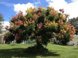 Golden Rain Tree Has Fall Colors In Venice Fl Golden Rain Tree Front Garden Landscape Garden Flower Beds