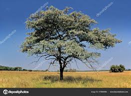Image result for Terminalia sericea