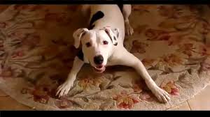 Search for a puppy or dog. This Is One Dalmatian Pitbull Mix That Is Full Of Energy