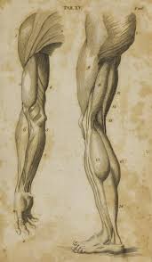 First Published Under The Title Anatomy Of The Humane Body In London In 1713 Dedicated To Dr Richard Mead Anatomy Sketches Arm Anatomy Human Anatomy Drawing