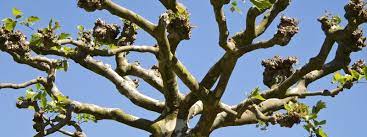 Check spelling or type a new query. Pollarding Of Trees To Reduce Size Arborlife Cobham Surrey