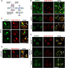 We did not find results for: Seipin And Nem1 Establish Discrete Er Subdomains To Initiate Yeast Lipid Droplet Biogenesis Biorxiv