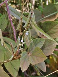 Image result for Neonotonia wightii