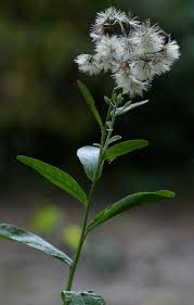 Image result for Vernonia glabra