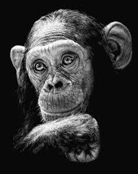 Black And White Monkey Pictures Cute Diana Lee Scratchboards Gallery Monkey Art Animal Drawings Scratchboard Art