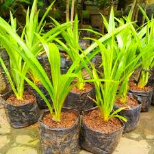 Maybe you would like to learn more about one of these? Cara Menanam Daun Pandan Di Pot Agar Tumbuh Subur Panduan