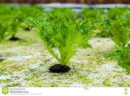 Iceberg Lettuce Hydroponic Organic Stock Image Image Of Greenhouse Color 77174349