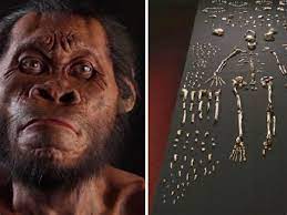After adding homo naledi to the human family tree, researchers reveal that the species is younger than it seems. Aufgabe Abitur Homo Naledi Disappointment Homo Naledi Is Younger Than Previously Homo Naledi Extinct Species Of Hominin Known From 1 500 Fossil Specimens From A Cave Complex In South Africa Roda Dunia