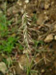 Image result for Harpachne schimperi