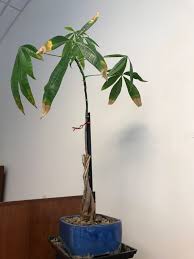 Check spelling or type a new query. Money Tree Growth Pruning Help Ubc Botanical Garden Forums