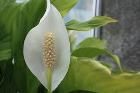 Calla or arum lilies (zantedeschia aethiopica) and peace lilies (spathiphyllum sp.) contain crystals that are extremely irritating to the mouth and digestive cats are less likely to chew on lilies in your yard, especially if there are more appealing things to chew on, like grass and catnip; Lily Poisoning In Cats Cat World