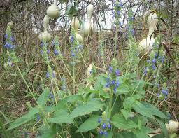 Image result for Salvia hispanica