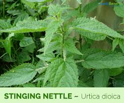 How to use nettle in a sentence. Stinging Nettle Facts And Health Benefits