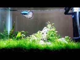 Tank 2 5 Gallon Generic Glass Aquarium Light 12 Finnex Fugeray Planted Led Filtration Tom 45 Gph Mini Internal Aquarium Soil Planted Betta Tank Betta Tank