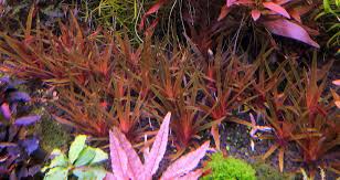 Image result for Eriocaulon transvaalicum