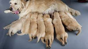 What Is The Average Litter Size For Golden Retrievers 2021 My Golden Retriever