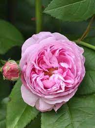 Well formed, very double warm pink flowers with delightful fragrance repeat well all summer. Rose Louise Odier