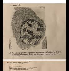 While the chief component of prokaryotic cell walls is peptidoglycan, the major organic molecule in the plant cell wall is cellulose (figure 10), a polysaccharide made up of long. Could You Use The Picture Of The Cell To Answer Chegg Com