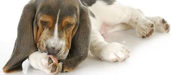 Is Your Dog Licking Paws Too Much What You Need To Know Care Com