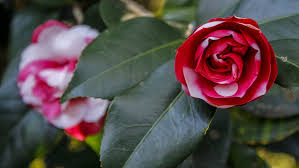 Check spelling or type a new query. Plants That Bloom In January A Garden In Progress