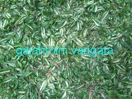 Harga rumput gajah mini varigata. Harga Jual Rumput Gajah Mini Varigata Termurah Tahun 2021 Rumput Taman Malang