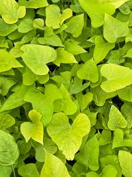 Image result for Ipomoea barteri