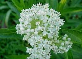Asclepias Incarnata Ice Ballet Asclepiadaceae As Klep Ee As In Kar Nah Ta White Swamp Milkweed Asclepias Asclepias Incarnata Milkweed Seeds